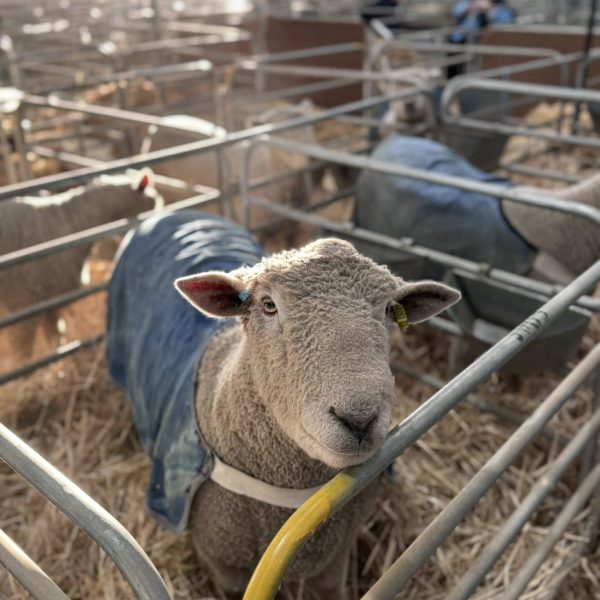 508862276_1323863546412991_222433800626812454_n